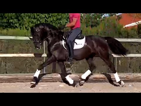 **SOLD** Black Andalusian PRE Stallion 2019 (#MP558)