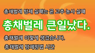 총채벌레 방제방법 방제시간 상세 칼라병 꽃노랑총채벌레  [고추재배방법]