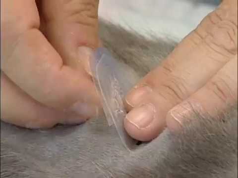 Fentanyl Patch application In Cat