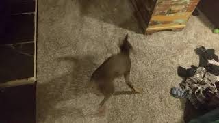 Min Pin tries to rollover