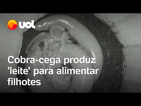 Cobra-cega que produz leite e tem filhote que 'chora' é descoberta por cientistas; veja vídeo