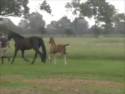 Holsteiner HF von Zirocco Blue geb. 07.05.2013 FOR SALE / ZU VERKAUFEN