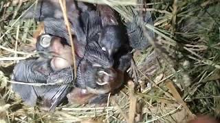 KASIH MAKAN BURUNG ANAKAN EMPRIT/PIPIT || ANAK BURUNG JINAK