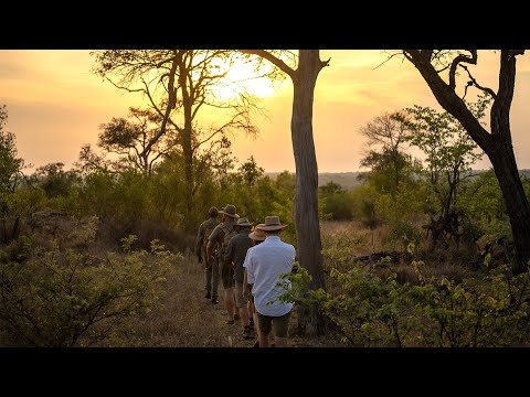 A Bush Walk Experience at Royal Malewane