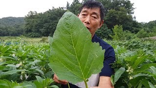 슈퍼안산참깨 흰가루병 방제 시기입니다. 추비를 3번 주었더니 더 잘 되었습니다.