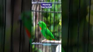 Download lagu 🔴 Rajanya Serindit ‼ mp3