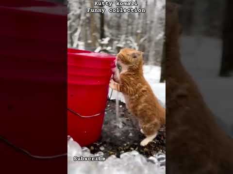 cute baby dogs and cats funny videos