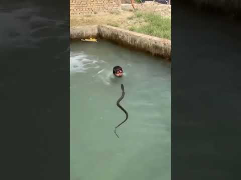 viral snake video!! #video #viralreels #youtubeshorts #trending #youtube #trendingshorts #shorts