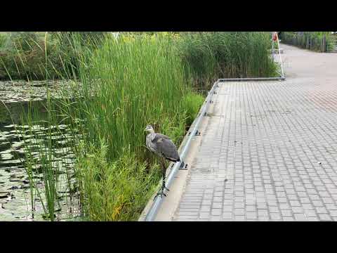 Heron morning #Evergreenbrickworks