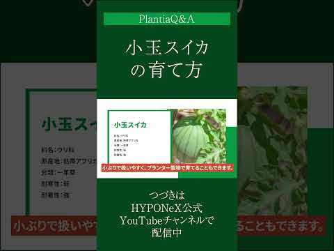 園芸 カップ型スイカズラ