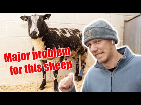 A Brand New Adventure For The Farm! How Can We Save Our Poisoned Sheep?