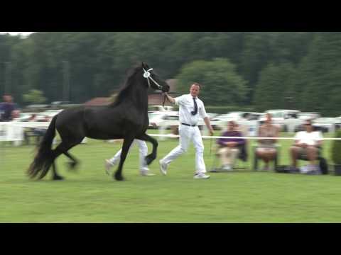 Fokdag &quot;het Friesche Paard Midden Nederland&quot;