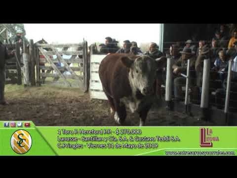 31-05-19 - Venta de Toros P.Hereford P.P. - Cía. La Legua S.A. - C Pringles