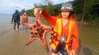 Exploring for Sea Creatures - Giant Starfish Walking on Beach