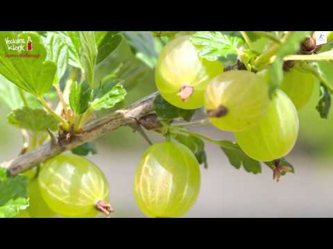 Veckans Klonk 5 - Sauvignon Blanc