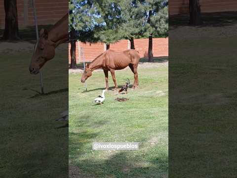 La naturaleza de El Paraiso, Ramallo • #ivoxlospueblos #elparaiso #pueblos