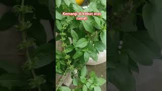 Download lagu DAUN KEMANGI LAGI‼️KEBUN ATAS RUMAH #kemangi mp3 Download lagu DAUN KEMANGI LAGI‼️KEBUN ATAS RUMAH #kemangi mp3