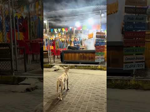 3 Ngày Chưa Ăn Gì... Chú Cún Thèm... Nhỏ Zãi