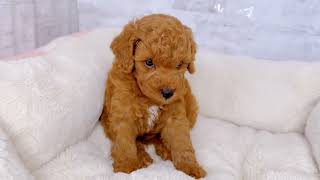 トイプードルの動画01