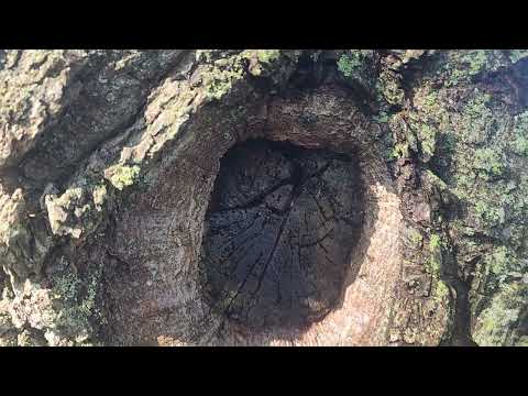 Colony of Carpenter Ants Nesting in Tree in Spring Lake, NJ