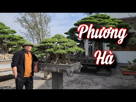 SH.5710. Thăm vườn cảnh lớn với nhiều cây giá trị hàng tỷ đồng tại Kinh Môn Hải Dương.Đt 0913093866