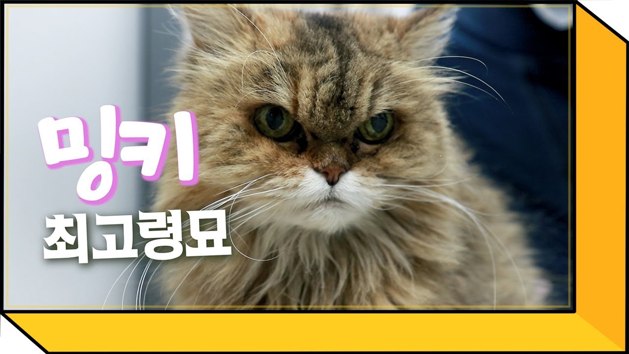 국내 최고령묘 집사가 전하는 생로병사의 비밀