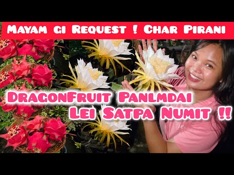 MAYAM GI REQUEST DRAGONFRUIT CHAR PIRANI / NGASISU AMUK DRAGONFRUIT HEKLE !! LEI SATPA NUMIT 