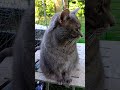 Herr Baby ️ Gray Tabby Cat