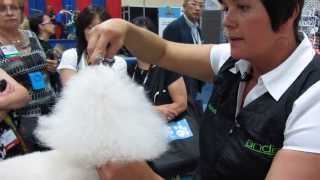 Grooming a poodle tail