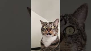 Download lagu #ops #cat #funny #reaction #reels #shorts #popular #pets #tiktok #memes #viral #trending #horror mp3 Download lagu #ops #cat #funny #reaction #reels #shorts #popular #pets #tiktok #memes #viral #trending #horror mp3