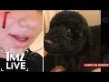 Obama S Family Dog Sunny Bites White House Guest TMZ Live