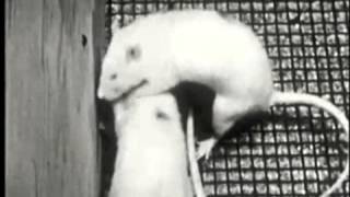 Igor Crackle and Idle Tigers -- Laughing Rats