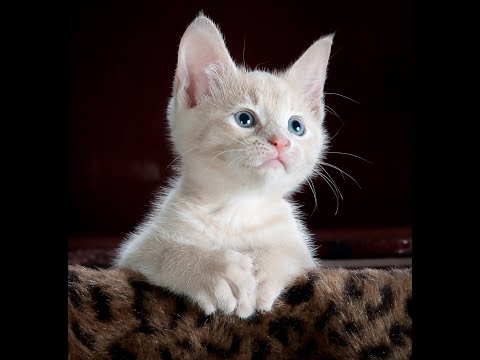 cute cat #youtube#cate😃😃😃