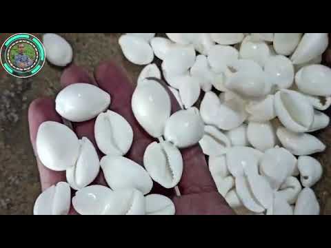 White Kauri Kodi Seashell