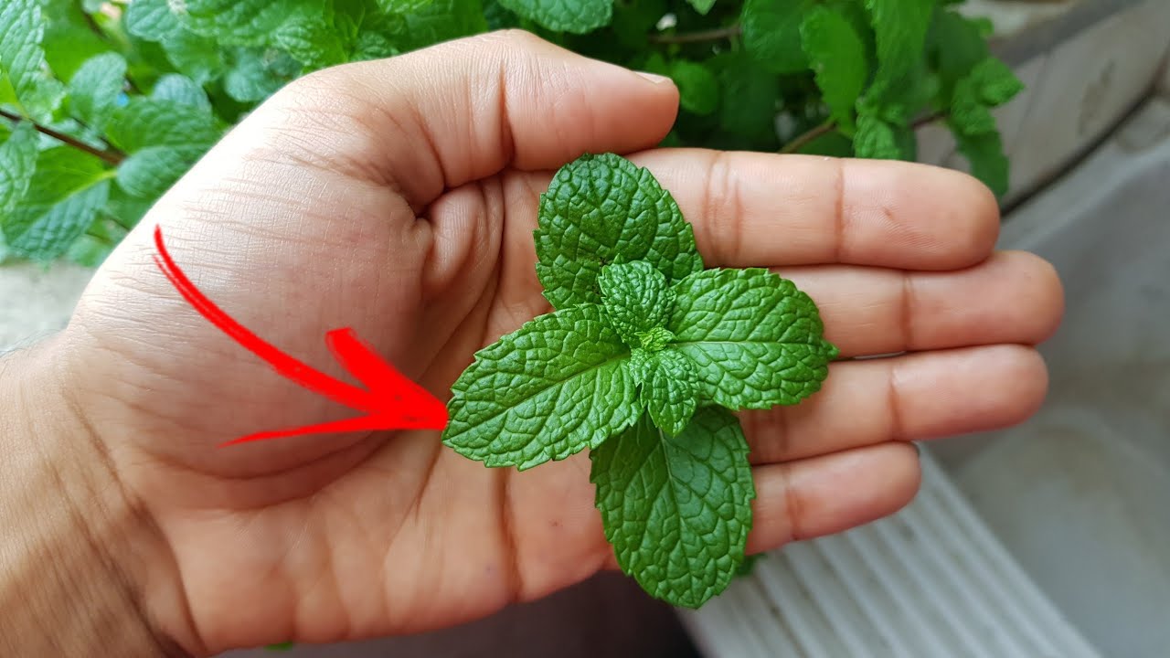 Essa erva acaba com mau hálito em minutos!!