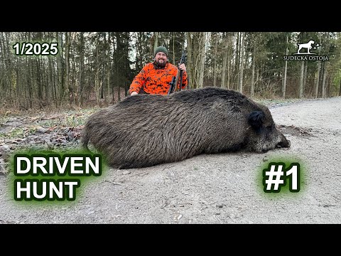 Polowanie zbiorowe - dzień 1 - SUDECKA OSTOJA 1/2025 Driver Hunt wildboars