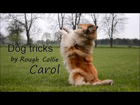 Dog tricks by Rough collie Carol