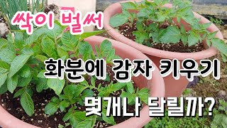 집에서 화분에 감자 키우기 속노란 홍심이 감자