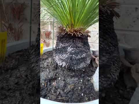 My Australian Grass Tree ‘Black Boy’