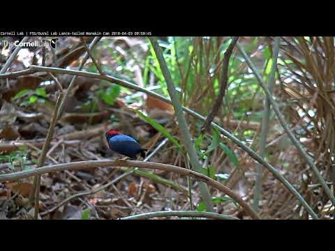 Brief Practice Session By A Solo Male Lance-tailed Manakin – April 3, 2019