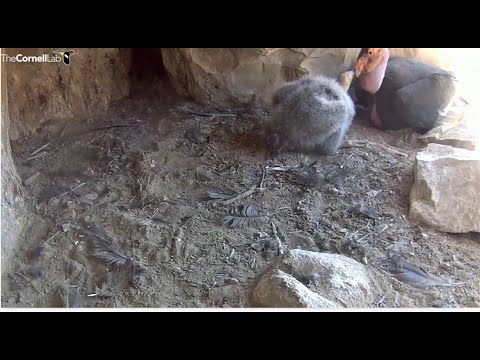 CA Condors Tom's Canyon ~ It's Daddy & Me Time!  🐥 #62 Cuddles With His Chick! 💕 6.29.22