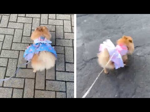 Pampered Pooches Have Lavish Wardrobe