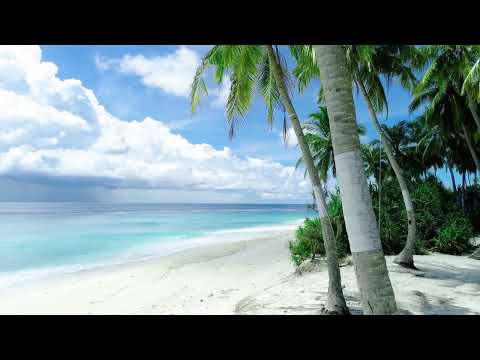 tropical beach | white sand beach and palm trees | beautiful ocean
