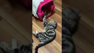 キャリー越しに対面する先住ネコと新人ネコ(子猫)