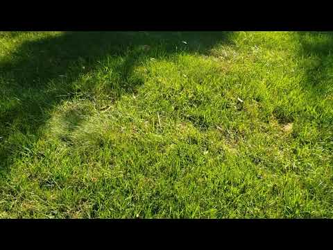 Backyard Full of Cicada Killer Wasps in Wall Township, NJ