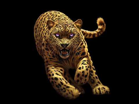 Martin Garrix x Sikdope x Vassy - Bad Snakes Animals (DJ STAHA Mashup)