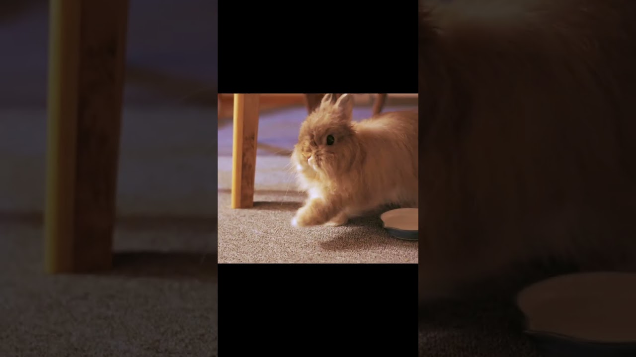 満腹うさぎのあくび