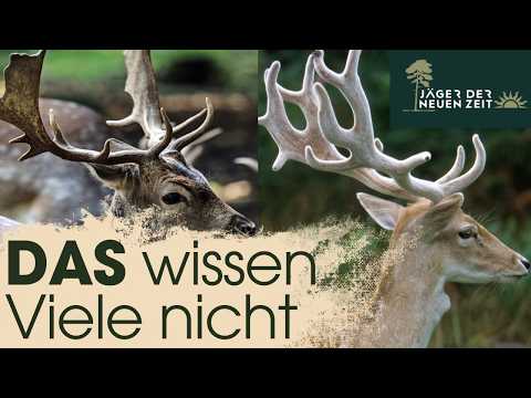 Damhirsche vom 2.Kopf (Knieper) richtig ansprechen. Geweihform & Wildbretstärke entscheiden.