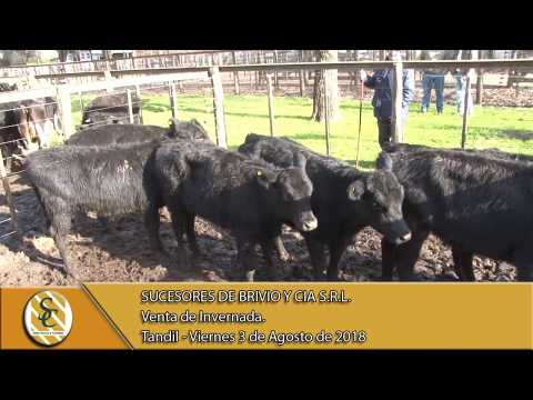 03-08-18 Venta de Invernada - Sucesores de Brivio y Cia S.R.L. - Tandil.