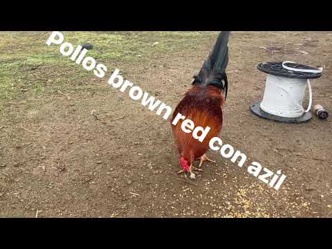 POLLOS 🐓🐓BRAUN RED CON AZIL